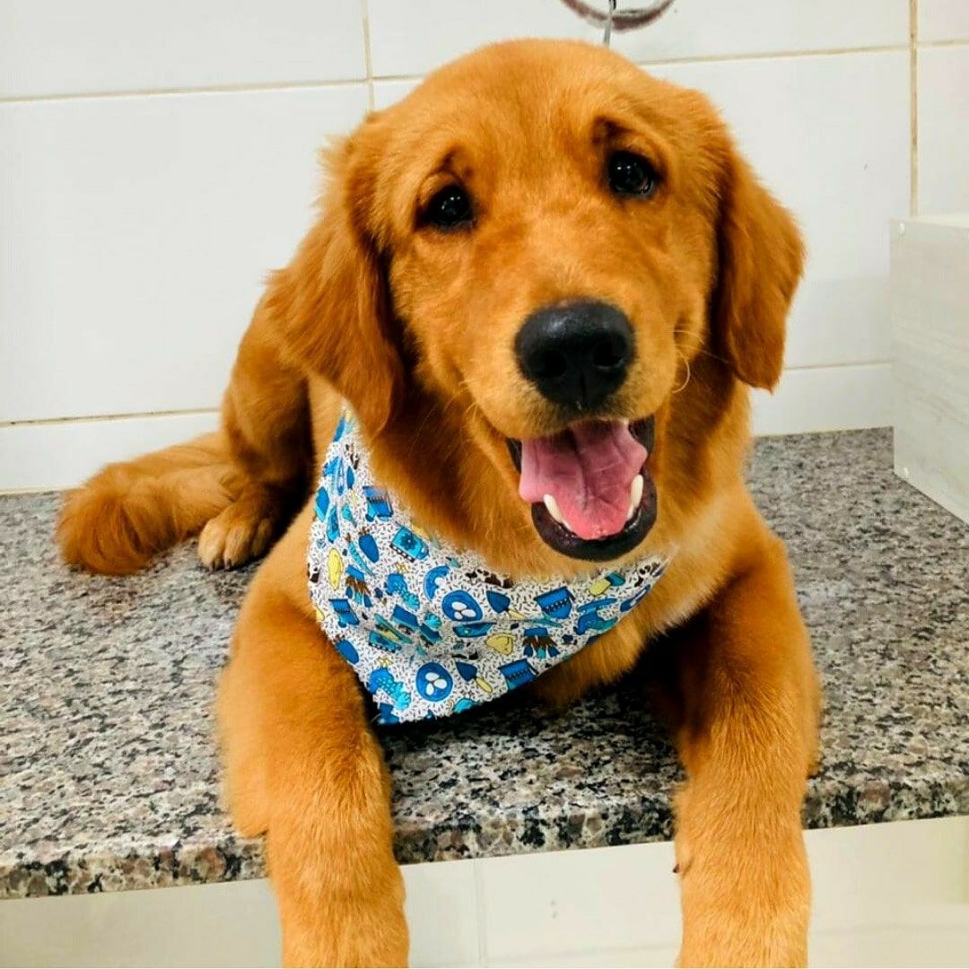 Golden retriever sorrindo de bandana azul, recém-saído do banho na Animal Pet BH